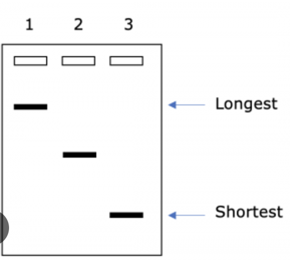 <p>Sample 1 has the longest DNA fragments, as it has migrated the shortest distance (Sample 3 has the shortest DNA fragments, as it has migrated the furthest distance)</p>