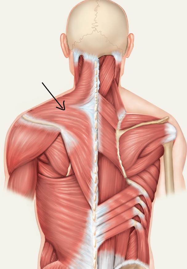 <p>What m. is this?</p><p>Origin, insertion, action, innervation</p>
