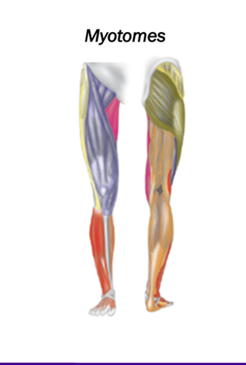 <p>Collection of muscle fibers innervated by one spinal nerve.</p>