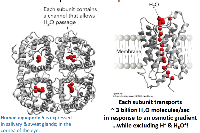 <p>protein family of passive transport channels; Transmembrane channels that facilitate passage of water (and glycerol or urea), Particularly important in erythrocytes, renal ducts, and plant vacuoles, Associated with multiple disease states </p><p>tetrameric protein complexes; Selectivity of aquaporins is</p><p>mediated by a “constriction point”</p>