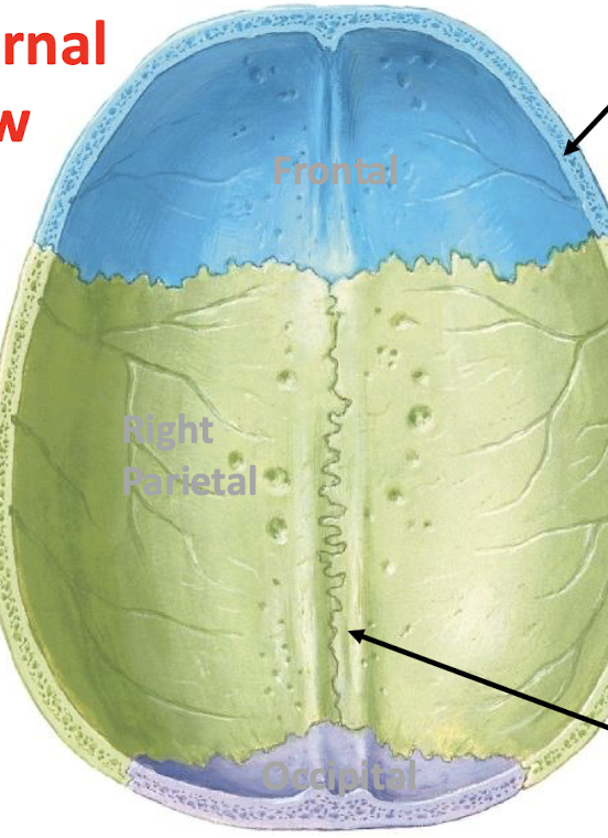 <p>Name the structure that lies in the in this area</p>