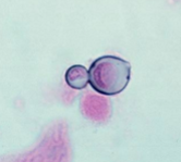 <p>What is this? </p>