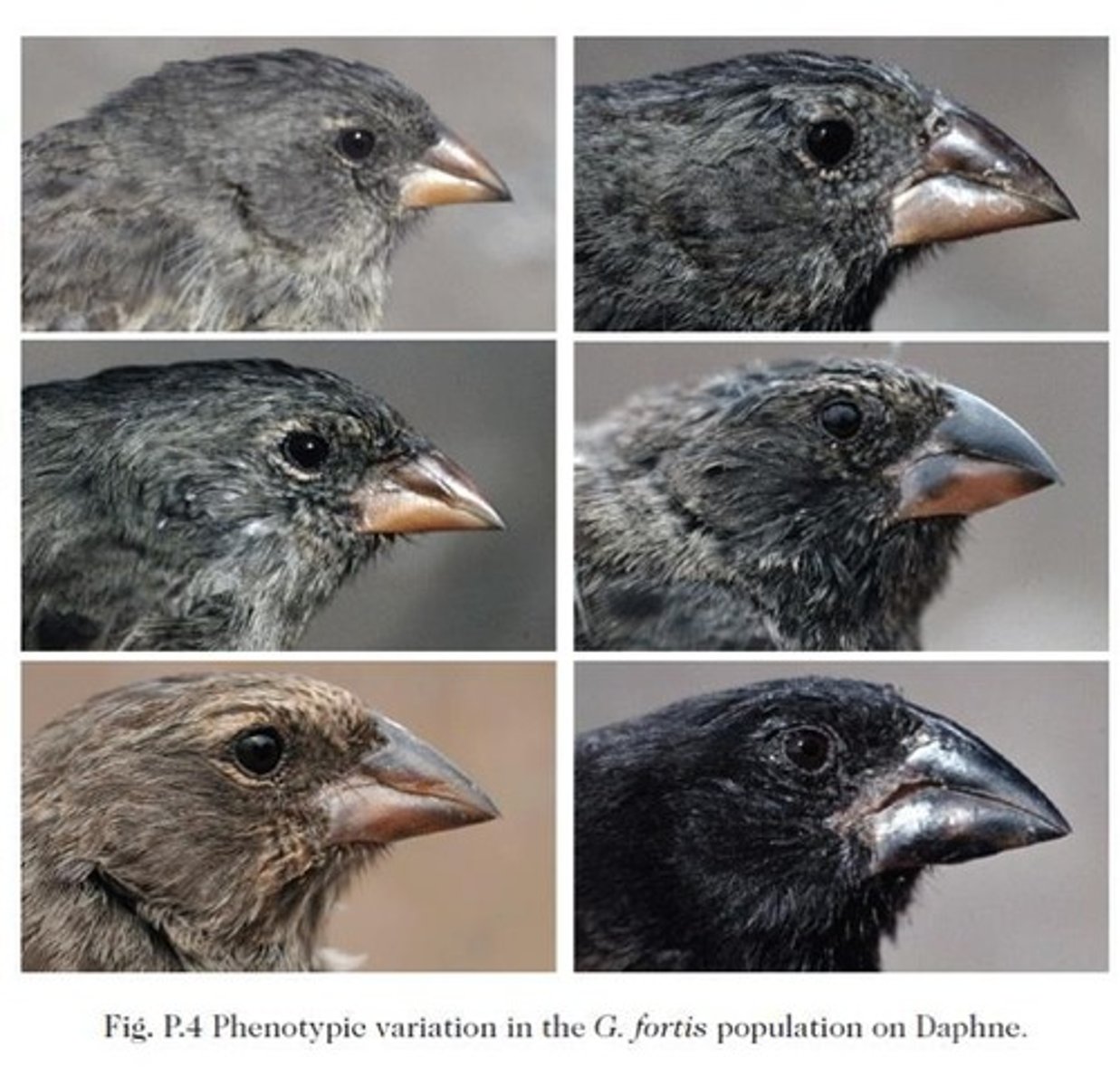 <p>Deep beaks were favored because they could crack hard fruits.</p>