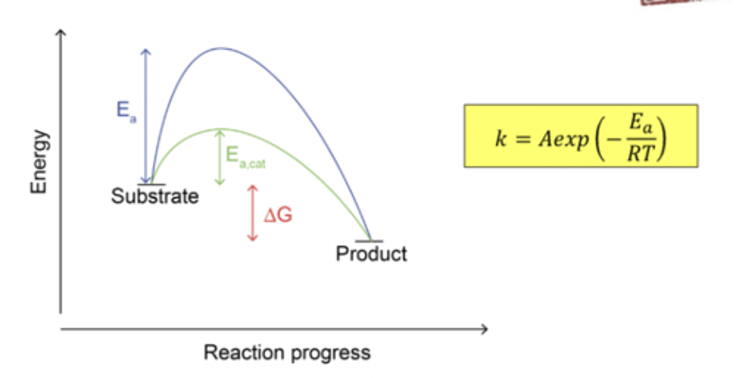 <p>Enzymes work by lowering the energy of the transition state of the reaction. I.e. they stabilise the transition state (if anything is stabilised they lower the energy).</p>