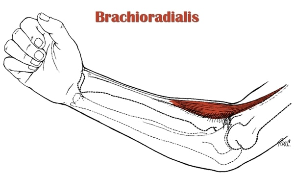 <p>Brachioradialis </p>