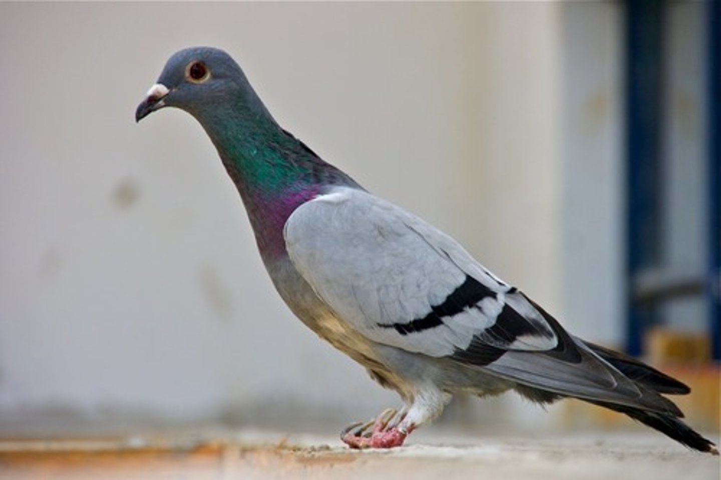 <p>Top beak curved, thick, short</p>
