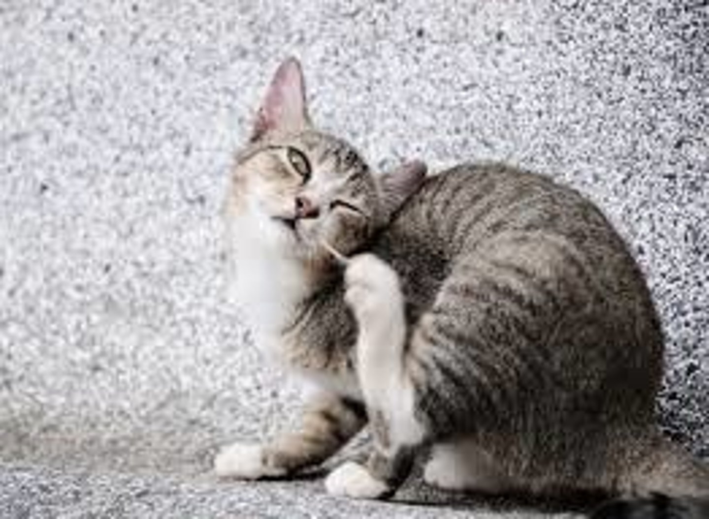 <p>he scratches himself all the time</p>