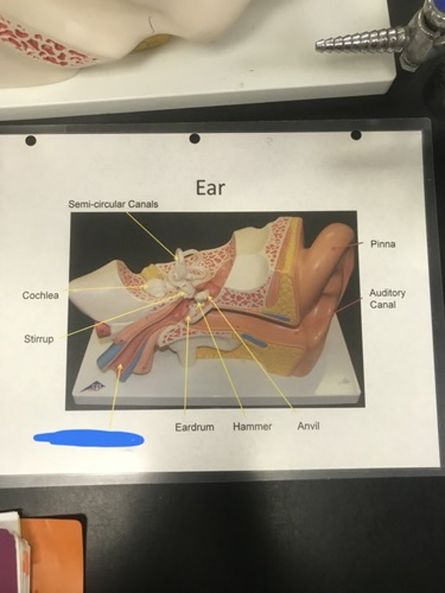 <p>Label the structure covered in blue ink and give a function</p>