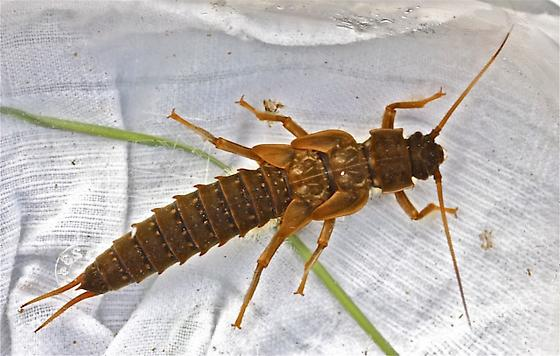 <p>“Giant stoneflies.” Head to be tilted downward; tufts of filamenous gills on thorax and first two abdominal segments; paraglossae and glossae about same length</p>