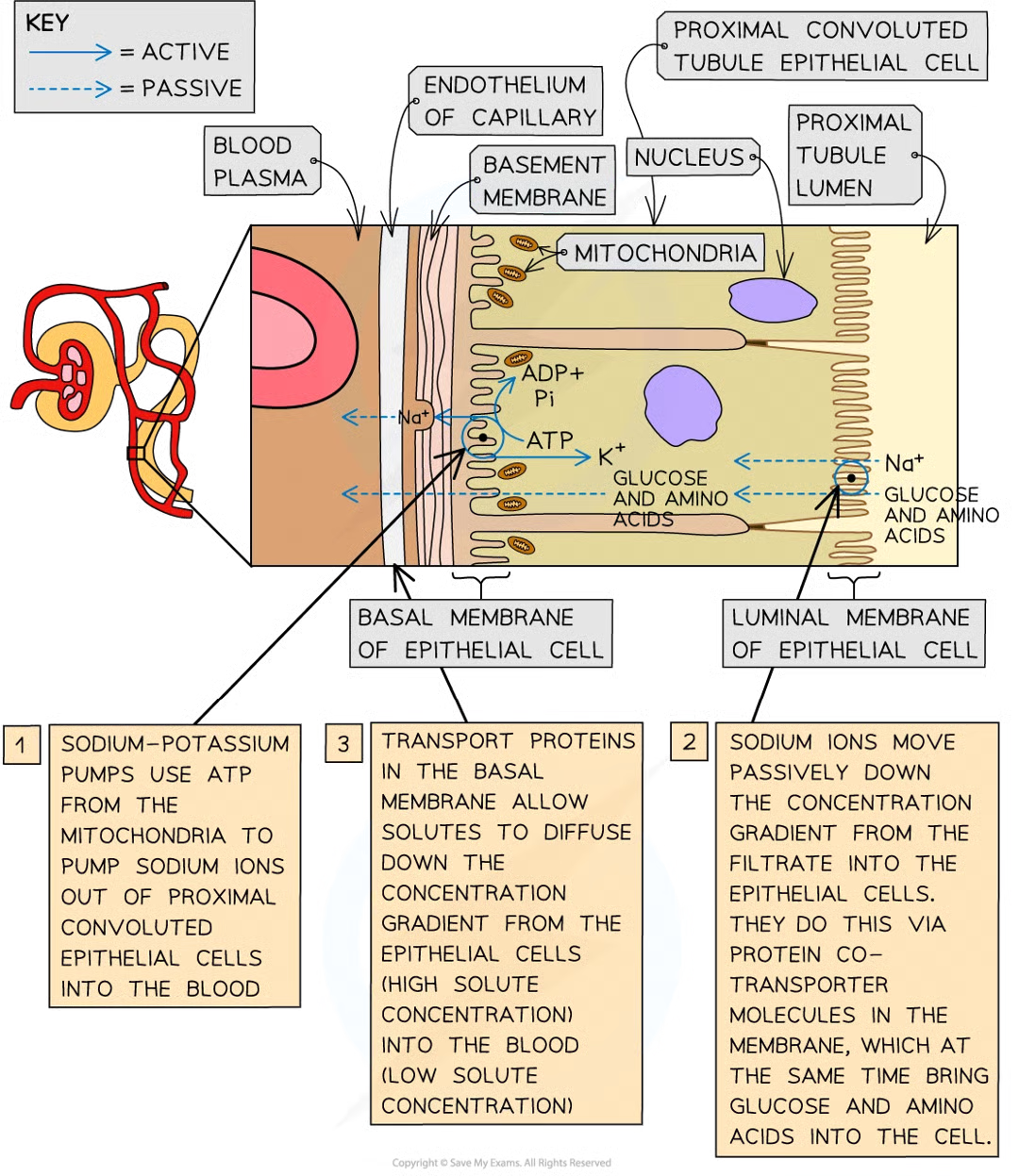 <ul><li><p>blood caps located close to outer surface of pct</p></li><li><p>as blood in caps comes staright from glomerulus it has very little plasma and has lost much of water, inorganic ions and other small solutes</p></li><li><p>basal membs of pct epithelial cells are sections of cell memb that are closest to the blood caps</p></li><li><p>na+k pumps in these basal membs move sodium ions of epithelial cells and into blood where they are carried away</p></li><li><p>this lowers conc of sodium ions inside epithelial cells so diffuse down conc grad through luminal memb from filtrate through cotarnsporter proteins in membrane</p></li><li><p>several cotarnsporters each tarnsports sodium ion and another solute from filtrate e.g. glucose or aa</p></li><li><p>once inside epithelial cells these solutes diffuse down conc grads passing thru transport proteins in basal membs into blood</p></li></ul><p></p>
