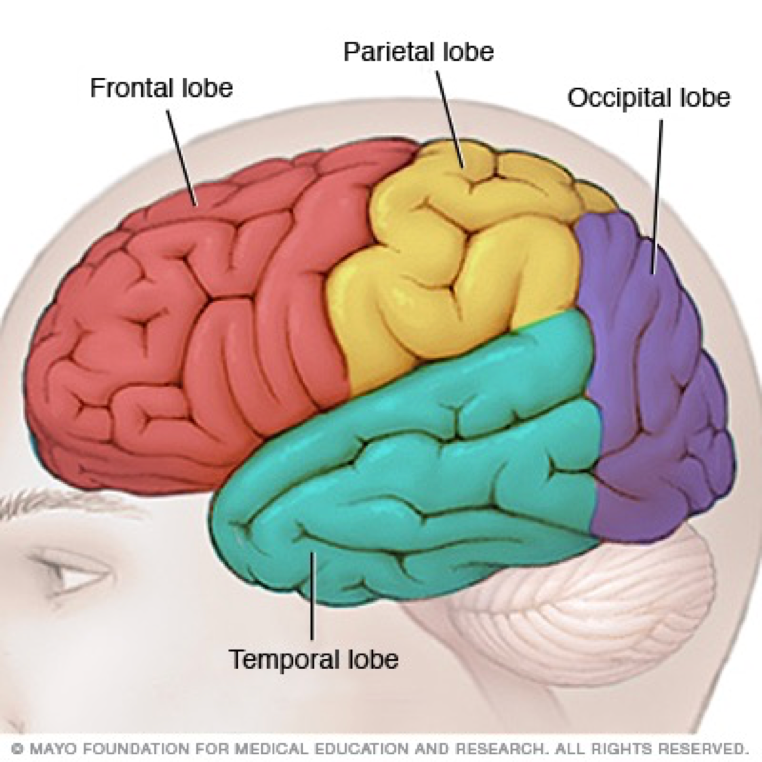 <p><span>at the posterior (back) end of the cortex</span></p>