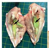 <p>Old hemorrhage(biliverdin) &amp; eosinophilic infiltrate</p><p>Seen in birds chromic hemorrhage</p>