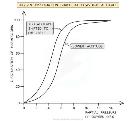 <p>curve for an active animal </p>