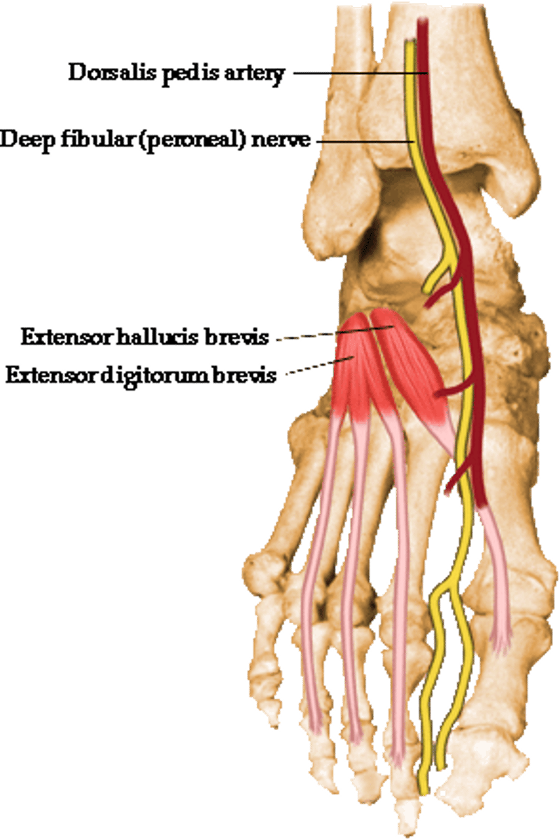 <p>-origin: anterior calcaneus and extensor retinaculum</p><p>-insertion: extensor expansion of toes 2-4</p><p>-action: extend toes 2-4 at MTP, PIP, DIP</p><p>-innervation: deep fibular nerve L5-S1</p>