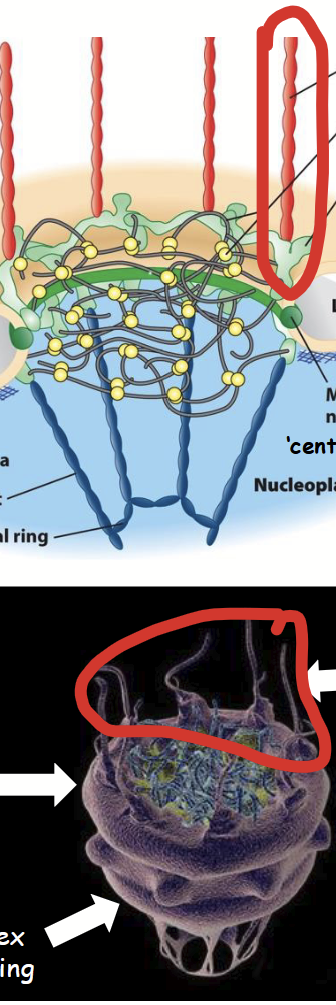 <p><strong><u>Part of the nuclear pore complex (NPC)</u></strong>.</p><ul><li><p>Long, filament-shaped (structural) nucleoporins that extend into the cytoplasm.</p></li><li><p>Involved in nuclear receptor-cargo protein recognition and import from cytoplasm.</p></li></ul><p></p>