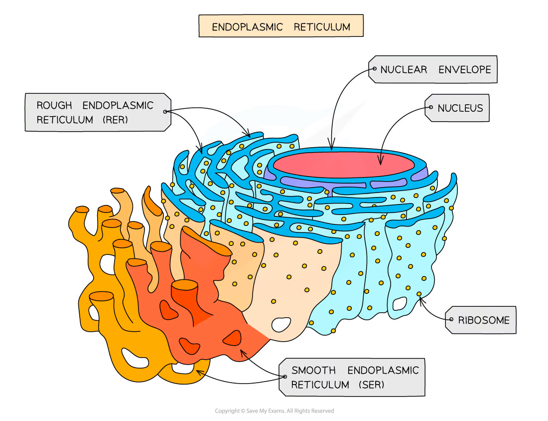 <ul><li><p><span>also formed from folds of membrane</span></p></li><li><p><span>involved in the production, processing and storage of </span><strong>lipids, carbohydrates&nbsp;</strong><span>and&nbsp;</span><strong>steroids</strong></p></li><li><p><span>doesn’t have ribosomes on its surface&nbsp;</span></p></li></ul>