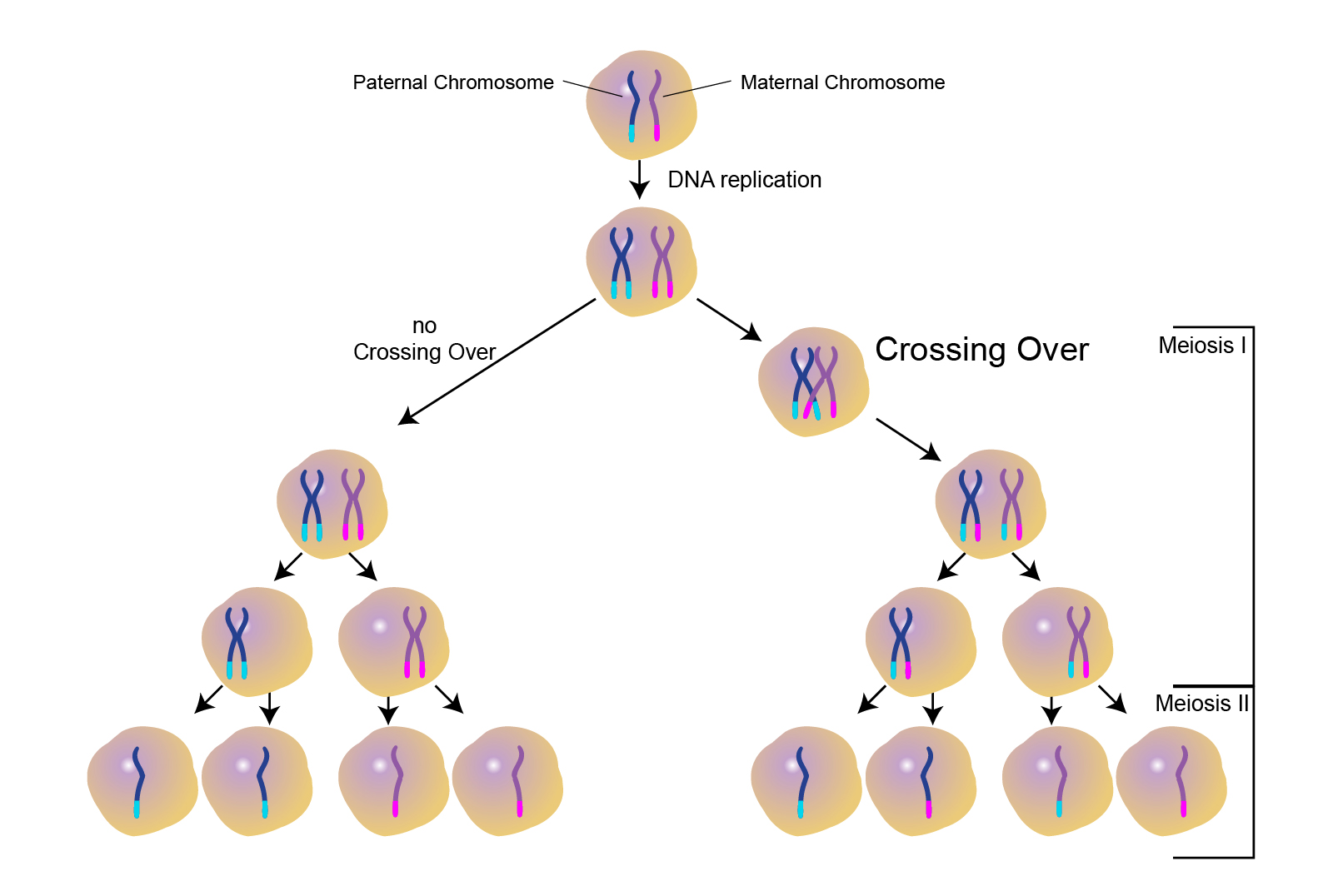 <p>Crossover is the exchange of genetic material between two homologous chromosomes that “cross over”, touch, and exchange genetic material. </p><ul><li><p>Crossover occurs during prophase 1 of meiosis.</p></li><li><p>Increases genetic variation.  </p></li></ul><p></p>