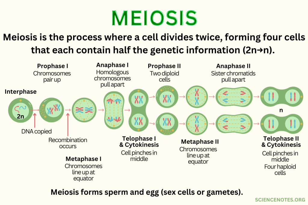 <ul><li><p>Produces sex cells, through fertilisation of gametes.</p></li><li><p>Two cycles of cell division (meiosis I and II), resulting in four daughter cells.&nbsp;</p></li><li><p>Passes on genetic information from parents to children during sexual reproduction.</p></li></ul>