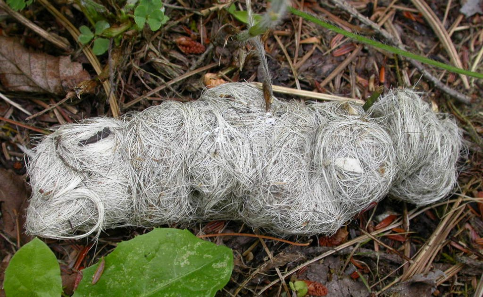 <p><span>Aged ______droppings that have turned a light color due to sun bleaching and decomposition</span></p>