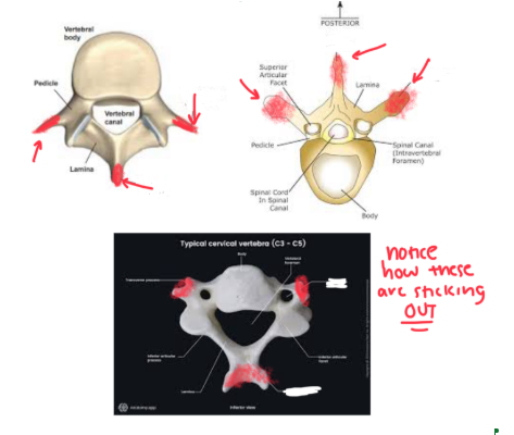 <p><strong>BROAD TERM FOR PROJECTION or OUTGROWTH on a bone</strong></p><ul><li><p>This could include things like the condyle, trochanter, coracoid, ETC </p></li></ul><p></p>