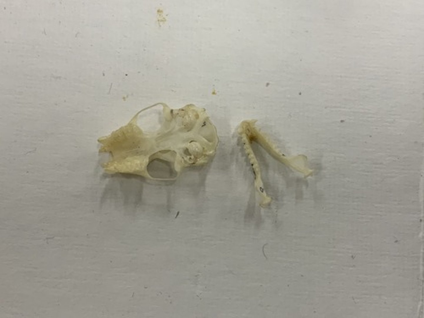 <p>Genus, species</p><p>-4 cheek teeth</p><p>-spit palate</p><p>-2/2 I</p>