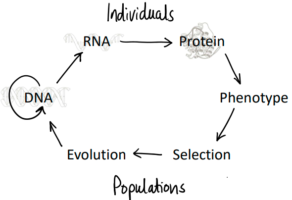 <p>it influences many things in biology.</p>