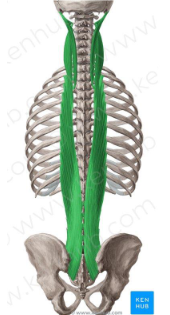 <p>arises from the common origin and is attached to the transverse processes of the thoracic and cervical vertebrae, and the mastoid process of the temporal bone of the skull.</p><p><strong>Action</strong>:</p><p>Unilaterally: laterally flexes head or the vertebral column, rotates head to the same side</p><p>Bilaterally: extend head and part or all of the vertebral column</p>