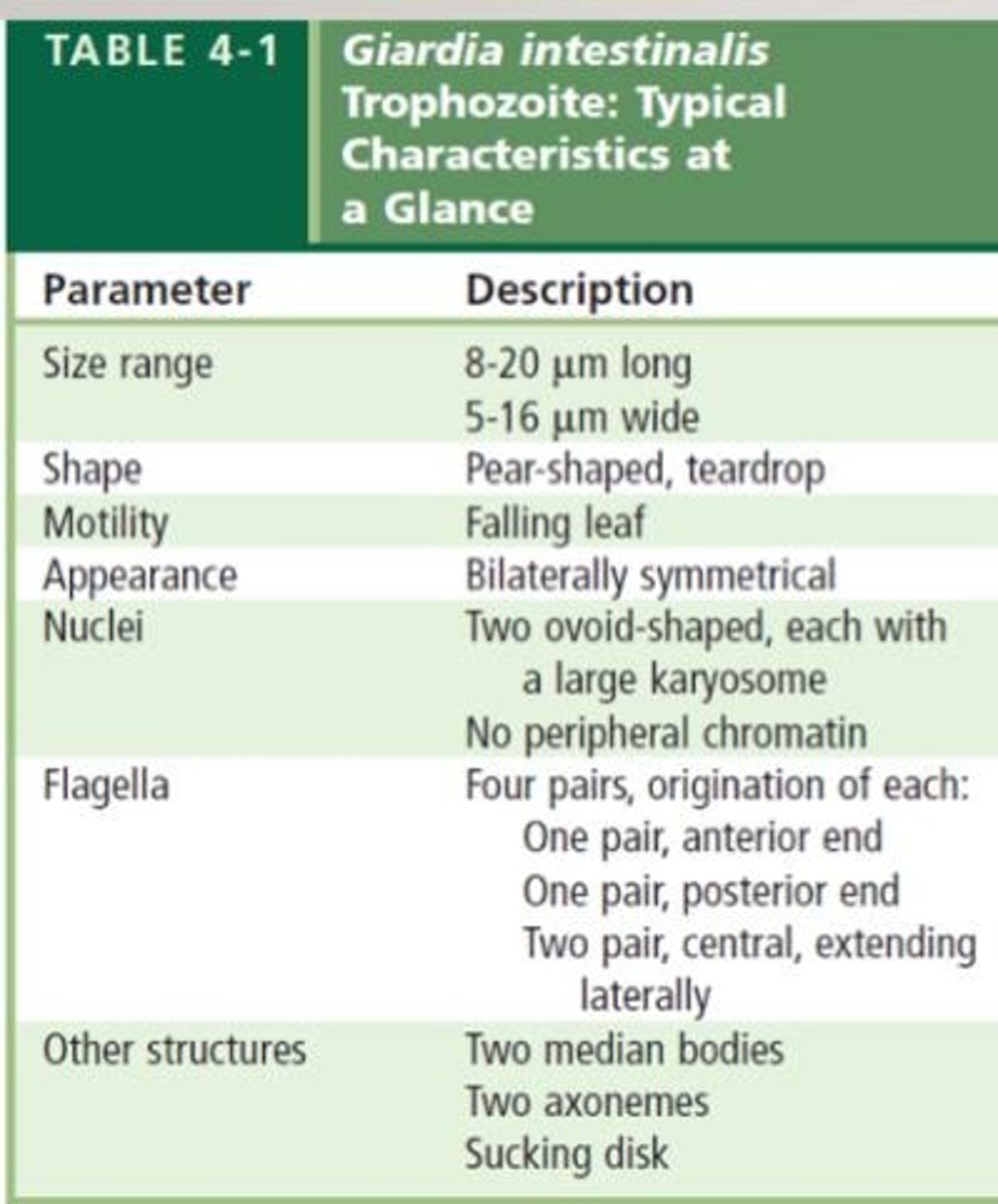 <p>It can cause extraintestinal amoebiasis and is transmitted from human to human and pig to human.</p>
