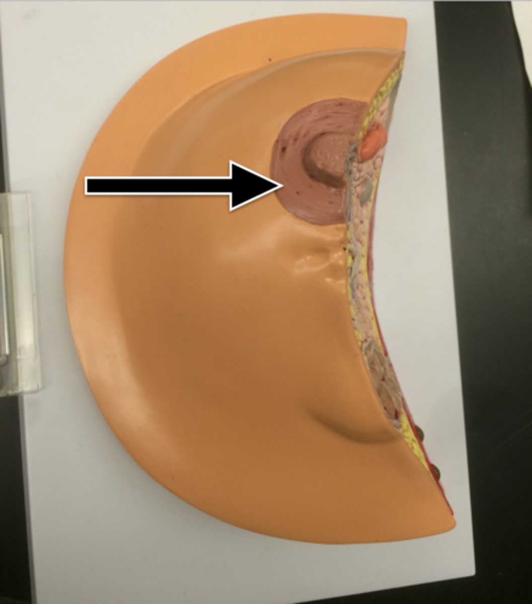 <p>dark-pigmented area surrounding the breast nipple</p>