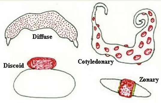 <p>equine and porcine</p>