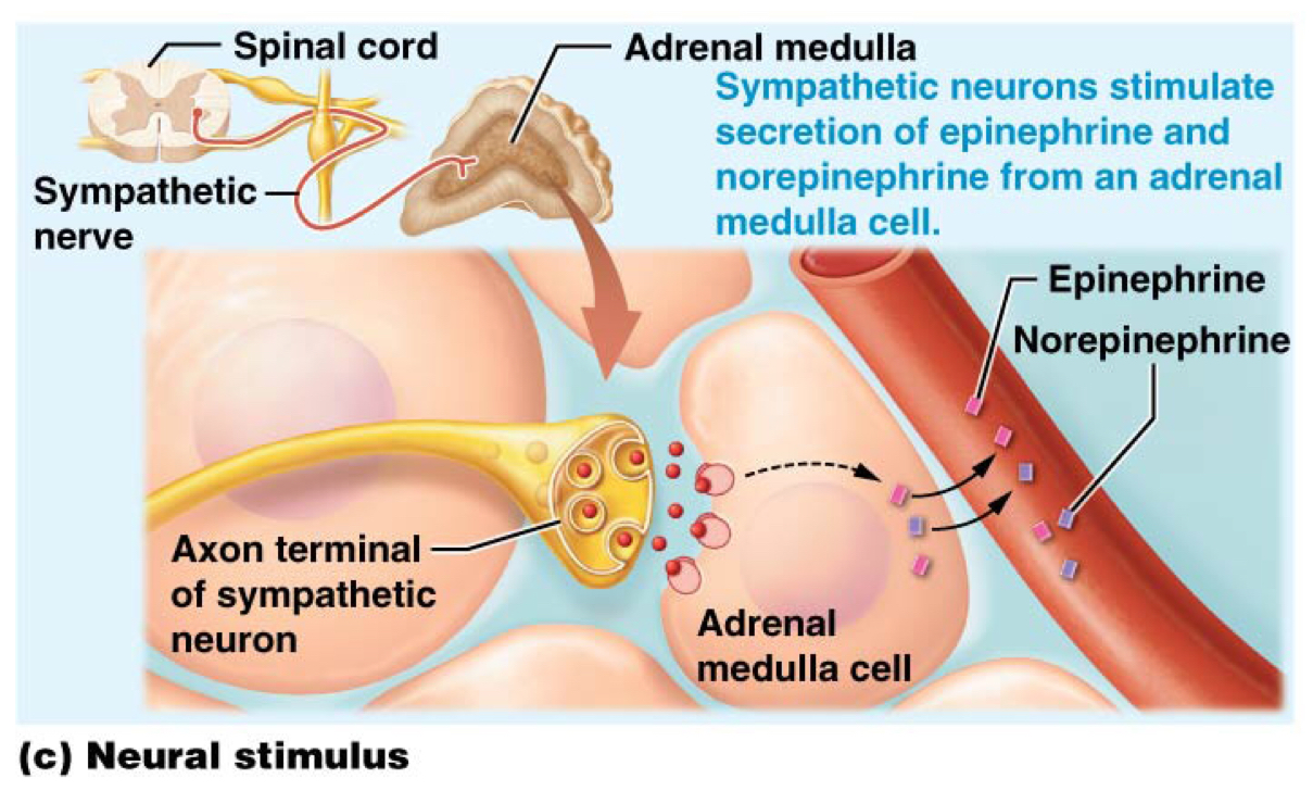 <p>Some cells respond to signals from the nervous system</p>