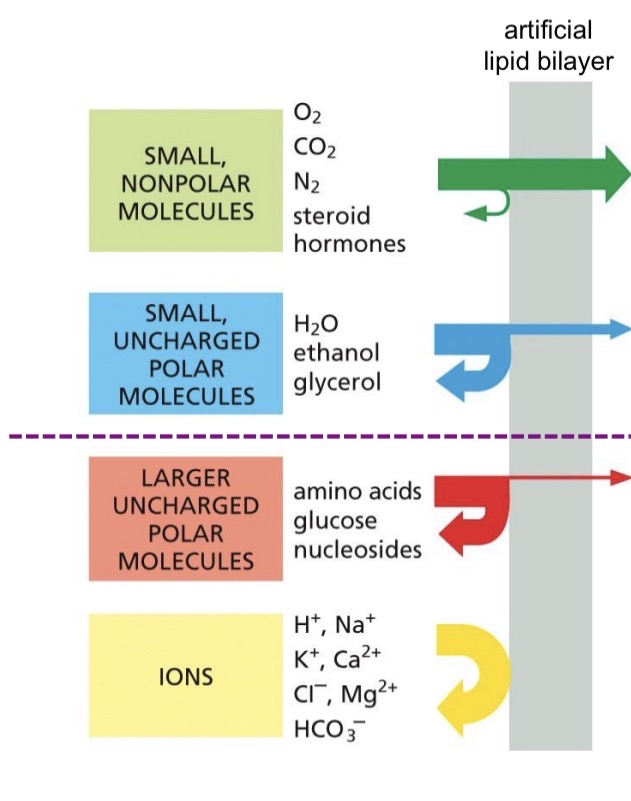 <p>Permeable (simple diffusion down the concentration gradient)</p><ul><li><p>small non polar molecules very good, fast</p></li><li><p>small uncharged polar not very well</p></li></ul><p><span style="color: rgb(145, 255, 174);">Impermeable (require membrane proteins)</span></p><ul><li><p>Larger uncharged polar molecules verrry little</p></li><li><p>Ions</p></li></ul><p></p>