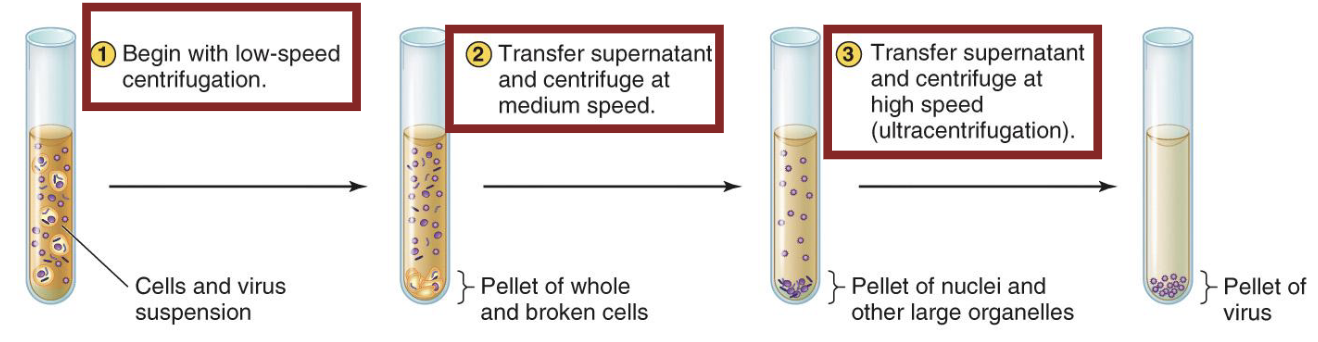 <ul><li><p>This usually begins with simple filtration to remove <strong><em>large cells and cellular debris.</em></strong></p></li><li><p>Then viruses can be purified and concentrated with <strong>differential centrifugation</strong> (seen below) or<strong> gradient centrifugation.</strong></p></li></ul><p></p>