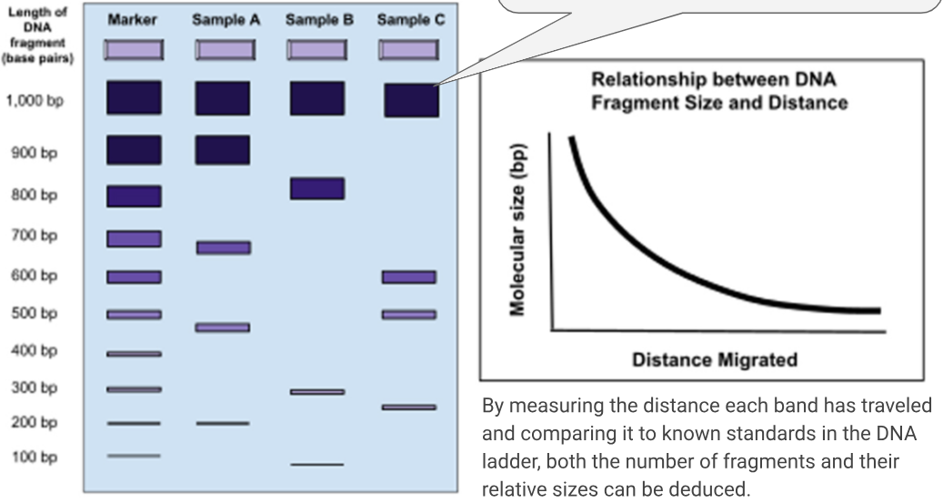 <p>what do the DNA fragments mean on the elctrophoretogram?</p>