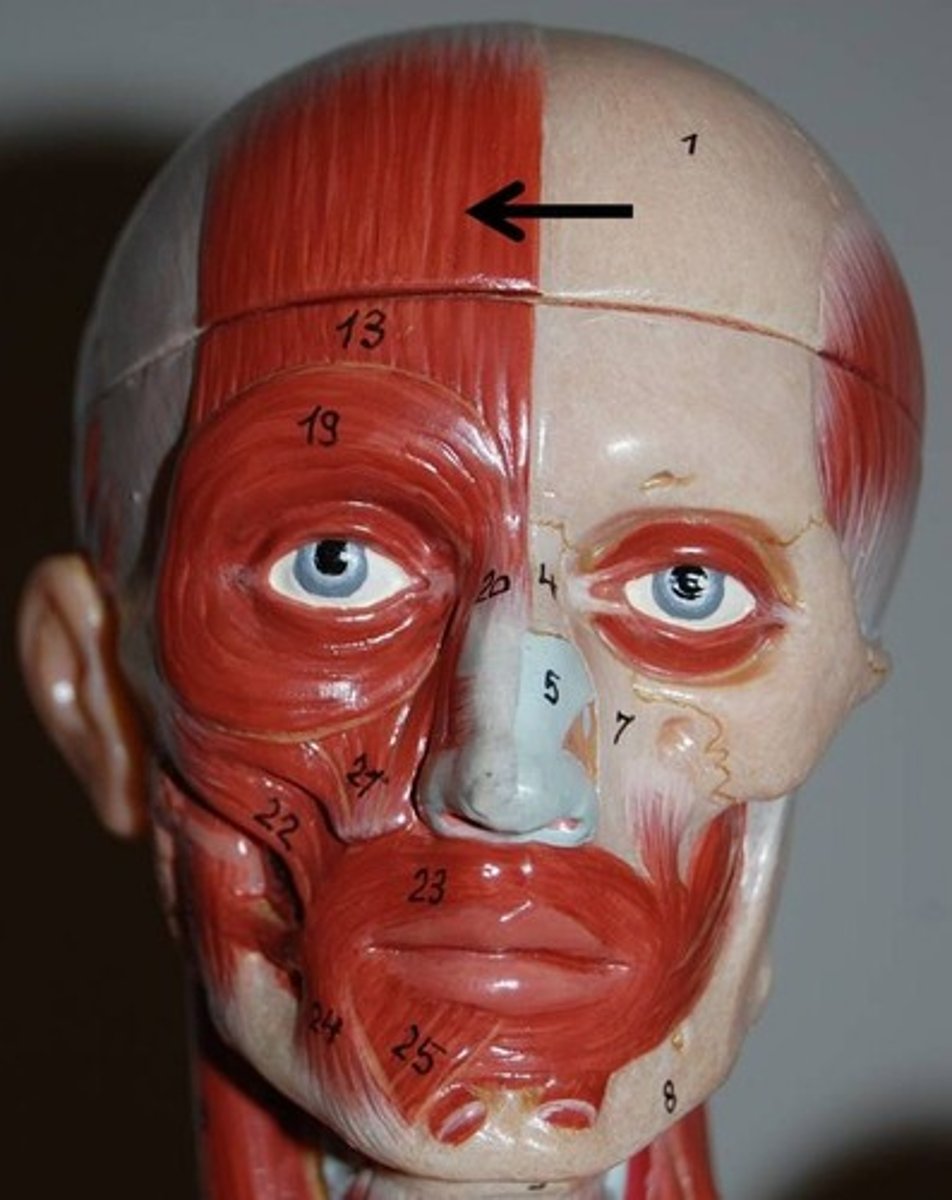 <p>Raises eyebrows, draws scalp anteriorly</p>