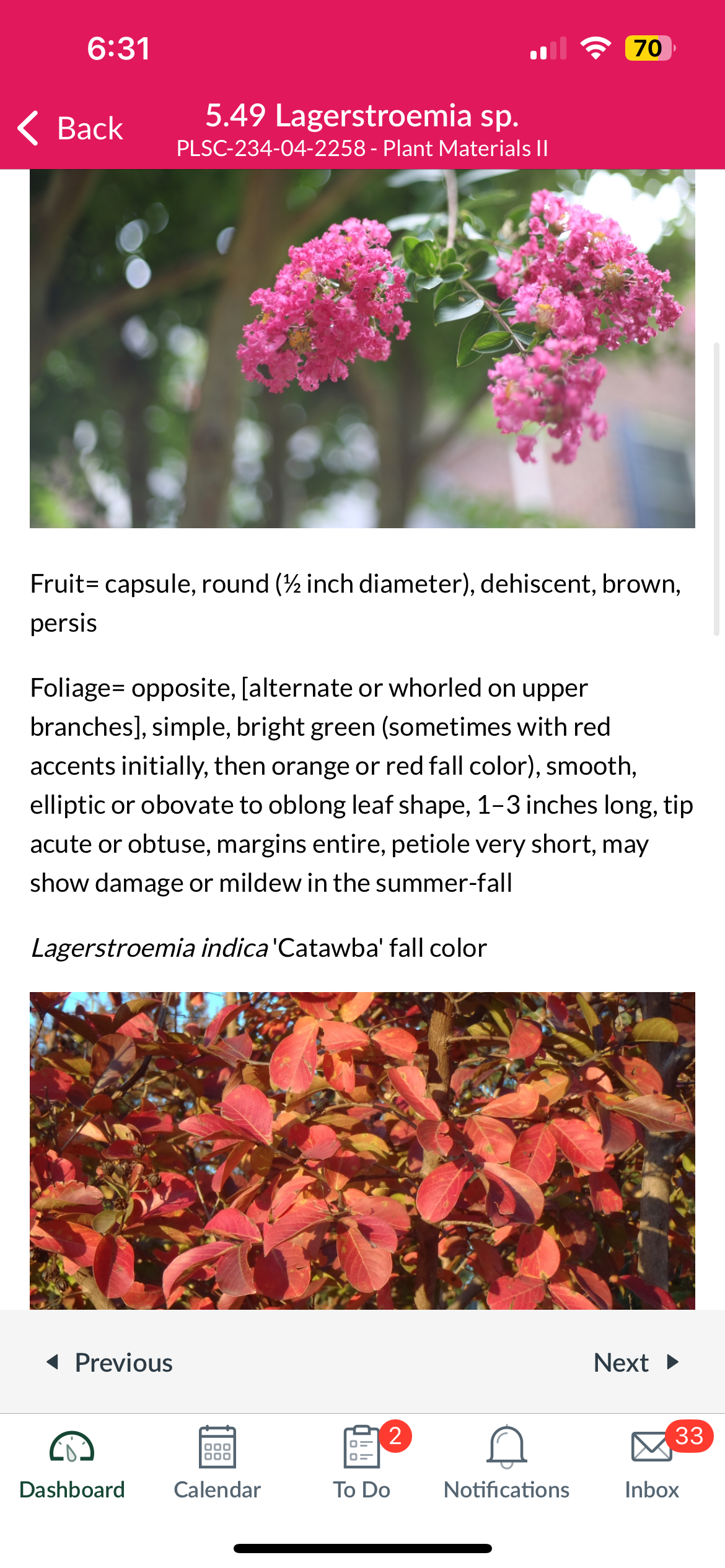 <p>Lagerstroemia sp. </p>