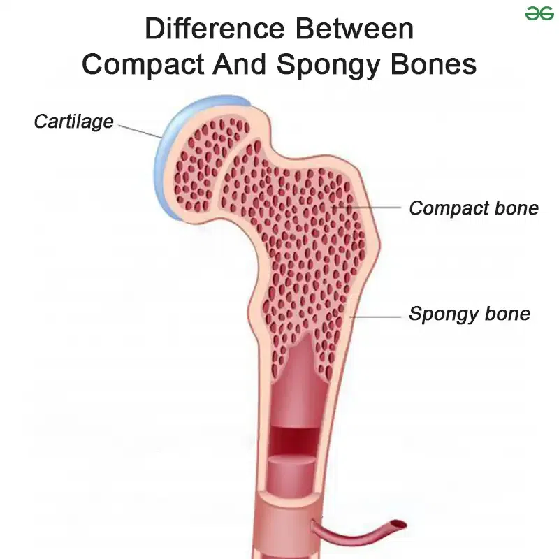 <p><strong>Compact Bone</strong></p><p>provides</p>