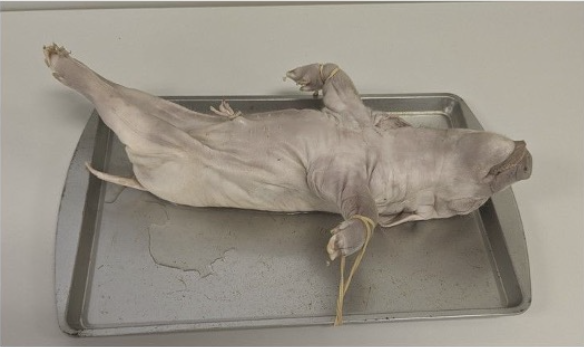 <p>What position is the pig lying in? </p>