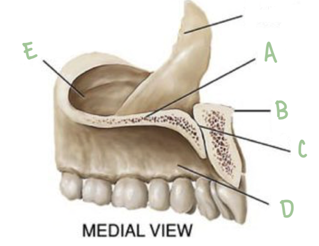 <p>Name the part of the maxillae labeled B</p>
