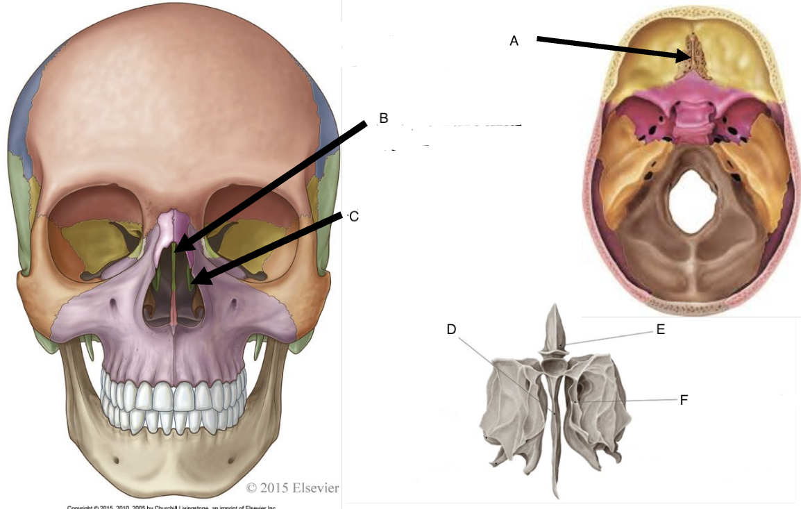 <p>B</p>