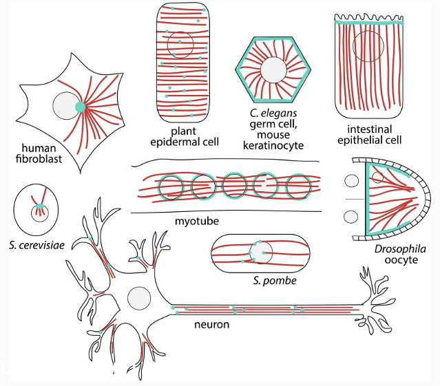<ul><li><p><span>Sites that localize microtubule minus ends</span></p><ul><li><p><span>Microtubule nucleation (g-tubulin)</span></p></li><li><p><span>Stabilization &amp; anchoring</span></p></li><li><p><span>Arrangement within cell</span></p></li></ul></li><li><p><span>Arrangement of microtubules varies with cell type</span></p></li></ul><p></p>