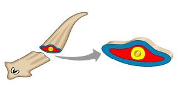 <p>condition where an organism does not possess a body cavity</p>