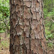 <p>Leaf: needles, 4-9in</p><p>Bark: rectangular plates</p>