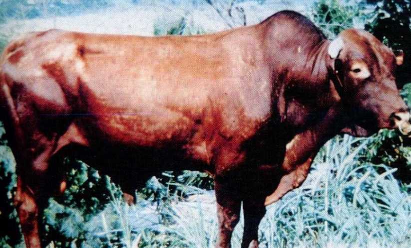 <p>Give the name of the breed and how is it developed?</p>