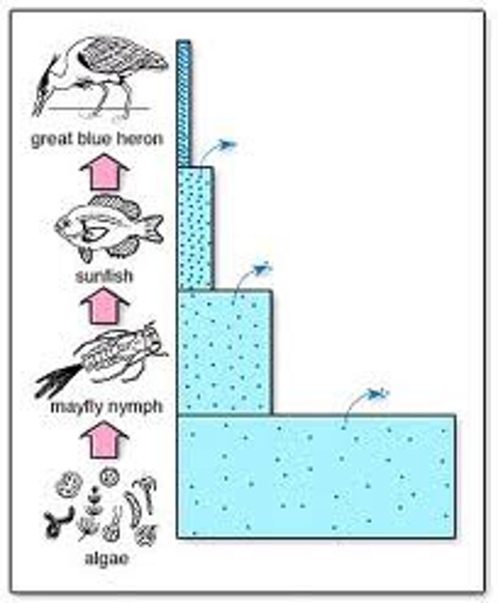 <p>What organism has the lowest concentration of toxins?</p>