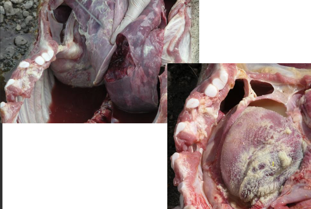 <p>Identify which organs present in the picture</p>