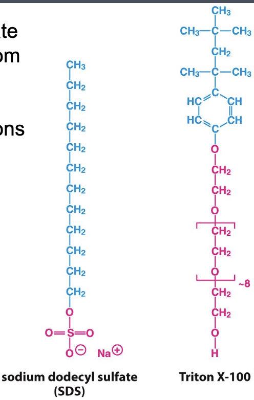 <ul><li><p>separate integral membrane proteins from the lipid bilayer</p></li><li><p>disrupt hydrophobic associations</p></li><li><p>solubilization of integral membrane proteins</p></li></ul><p></p>