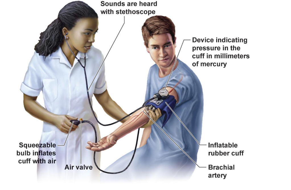 <ul><li><p><span><span>BP varies with cardiac cycle</span></span></p></li><li><p><span style="background-color: transparent;"><span>Systolic BP is the maximum arterial pressure during ventricular contraction</span></span></p></li><li><p><span style="background-color: transparent;"><span>Diastolic BP is the minimum arterial pressure when the heart relaxes between beats, maintained (not zero) by elastic recoil of arterial walls</span></span></p></li><li><p><span><span>Normal Range → </span></span><span style="background-color: transparent;"><span>Systolic < 120 mmHg and diastolic < 80 mmHg</span></span></p></li></ul><p></p>