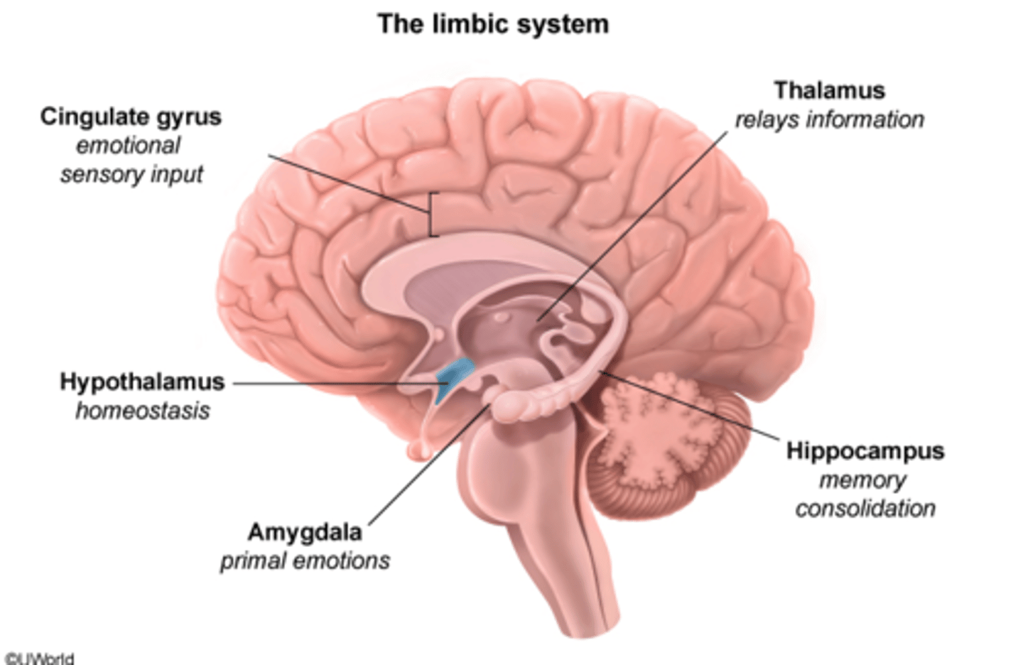 <p>B. modulate emotions<br>(ex. dampens anger so you don't lash out at boss)<br>modulation of emotion involves cognitive appraisal of the situation</p>