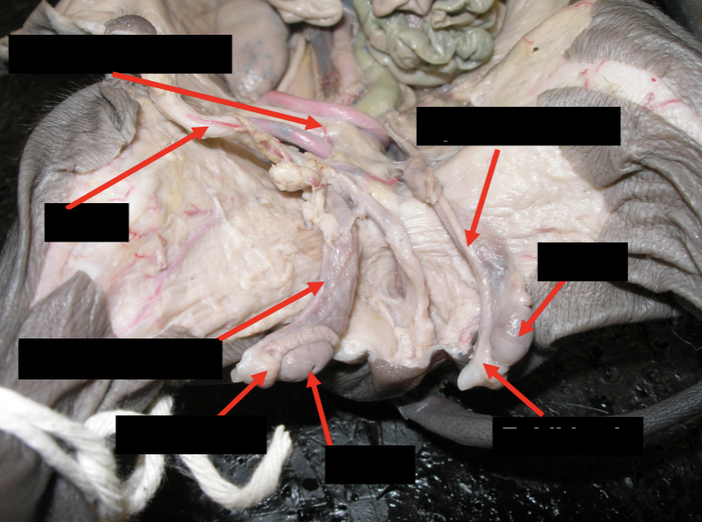 <p>label the key structures of the male reproductive system on a male pig.</p>